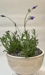 Load image into Gallery viewer, POTTED LAVENDER