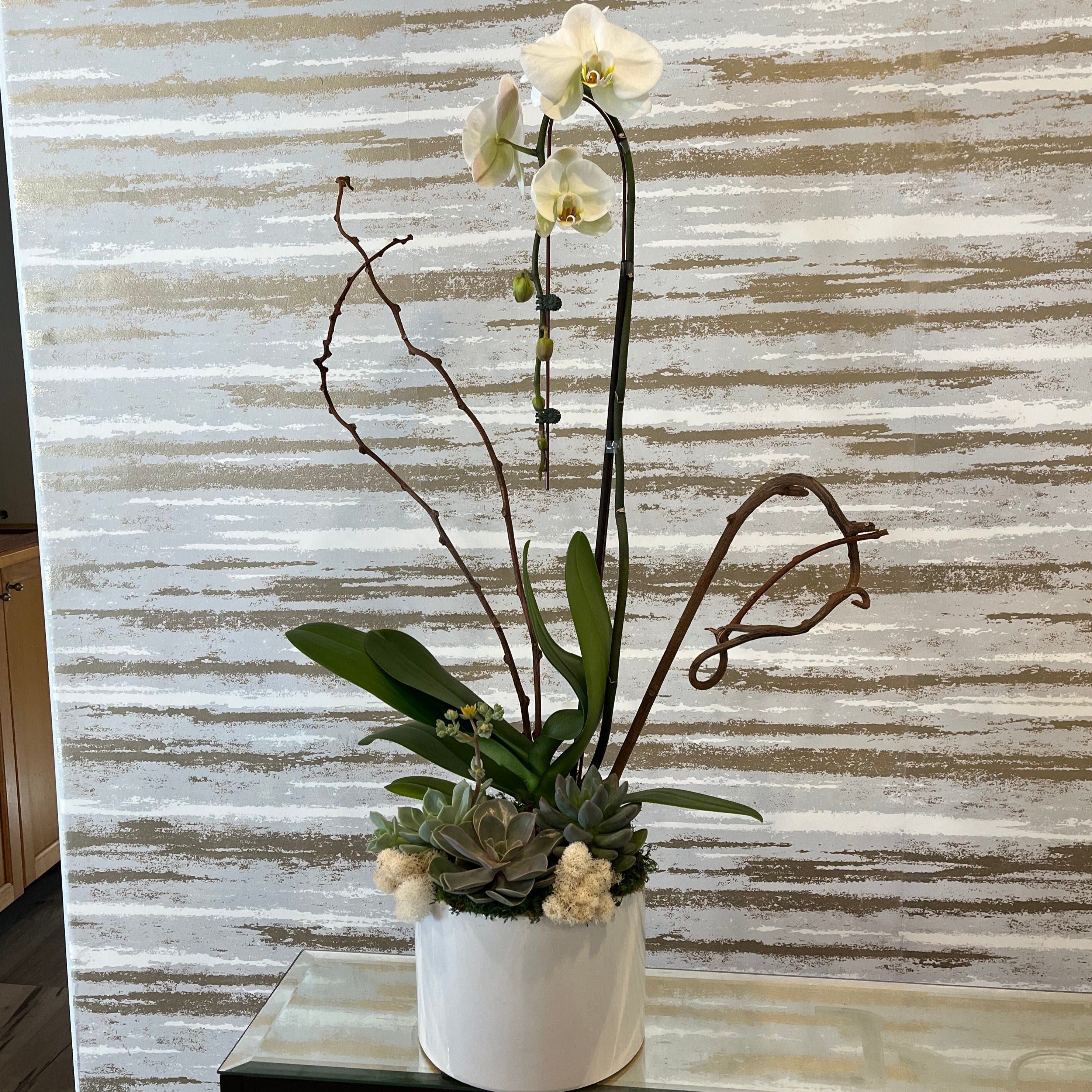 CLASSIS ORCHID PLANT IS ALWAYS PERFECT