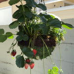 Load image into Gallery viewer, STRAWBERRY PATCH