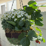 Load image into Gallery viewer, STRAWBERRY PATCH