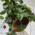 Load image into Gallery viewer, STRAWBERRY PATCH