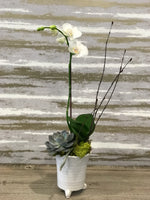Load image into Gallery viewer, A STAR ORCHID