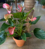 Load image into Gallery viewer, ANTHIRIUM PLANTS