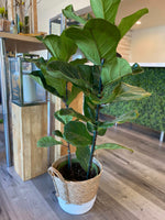 Load image into Gallery viewer, FIDDLE LEAF FIG