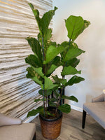 Load image into Gallery viewer, FIDDLY FIG PLANT - 6 FOOT
