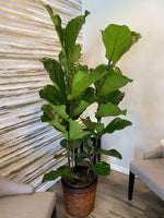 Load image into Gallery viewer, FIDDLY FIG PLANT - 6 FOOT