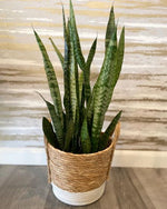 Load image into Gallery viewer, SNAKE PLANT