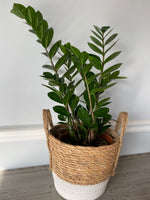 Load image into Gallery viewer, ZZ PLANT