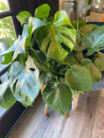 Load image into Gallery viewer, MONSTERA PLANT