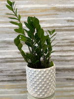 Load image into Gallery viewer, ZZ PLANT - 6"