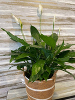 Load image into Gallery viewer, PEACE LILLY PLANT