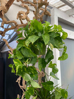 Load image into Gallery viewer, HANGING GREEN POTHOS PLANT