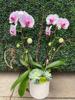 Load image into Gallery viewer, PREMIUM QUARTERLY ORCHID PLANT SUBSCRIPTION | 4X PER YEAR