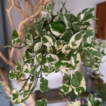 Load image into Gallery viewer, VARIEGATED HANGING POTHOS PLANT