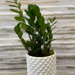Load image into Gallery viewer, ZZ PLANT - 6"