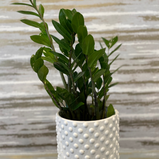 ZZ PLANT - 6"