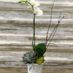 Load image into Gallery viewer, A STAR ORCHID