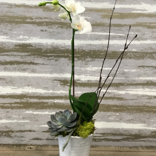 A STAR ORCHID