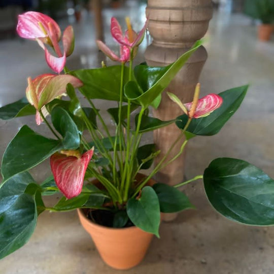 ANTHIRIUM PLANTS