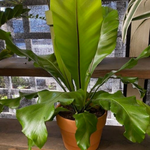 Load image into Gallery viewer, BIRDS NEST HOUSE PLANT