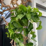 Load image into Gallery viewer, HANGING GREEN POTHOS PLANT