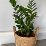 Load image into Gallery viewer, ZZ PLANT