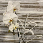 Load image into Gallery viewer, ELEGANT WHITE ORCHID