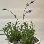 Load image into Gallery viewer, POTTED LAVENDER
