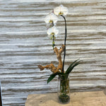 Load image into Gallery viewer, ROOT EXPOSED MARVELOUS ORCHID
