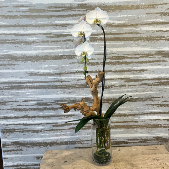 ROOT EXPOSED MARVELOUS ORCHID