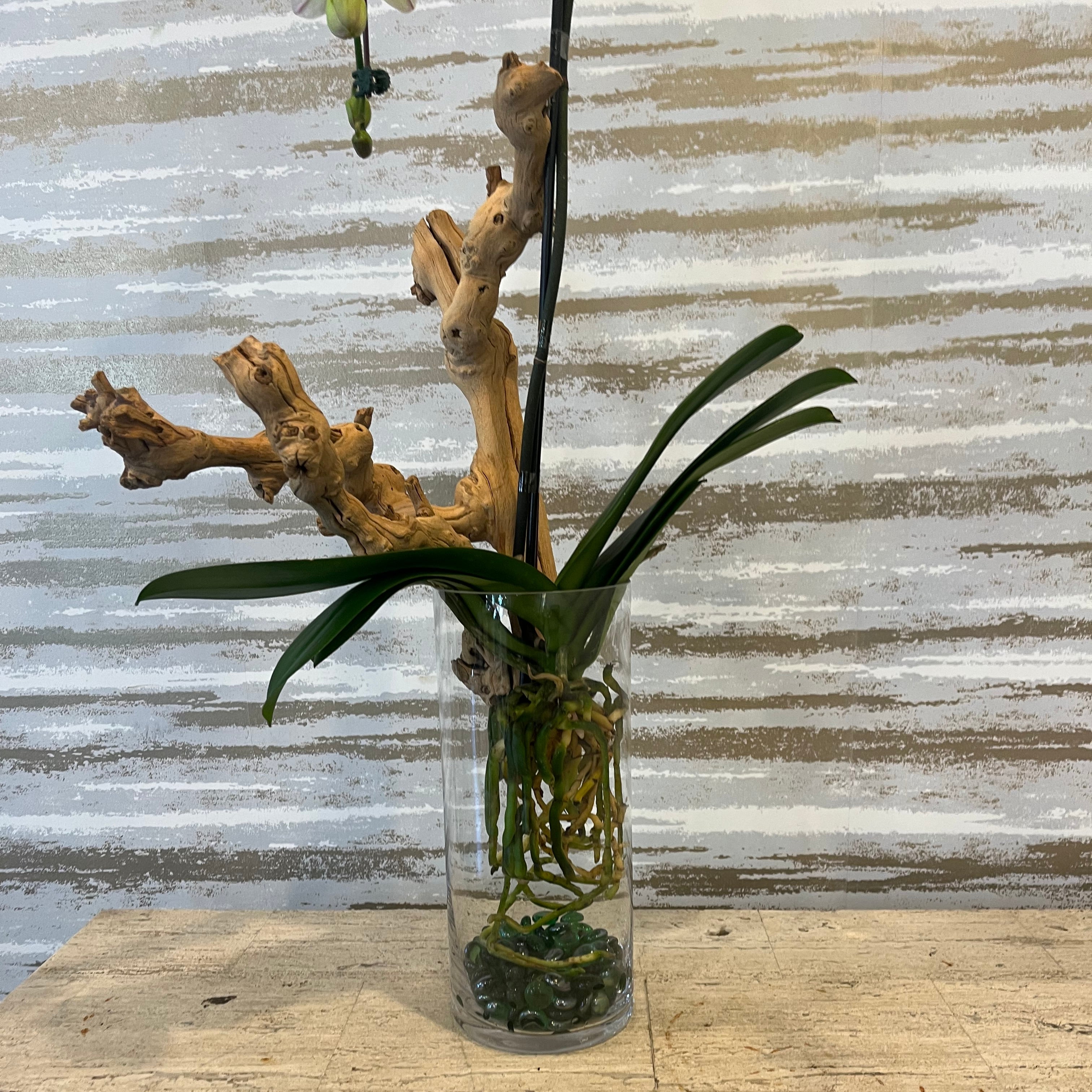 ROOT EXPOSED MARVELOUS ORCHID