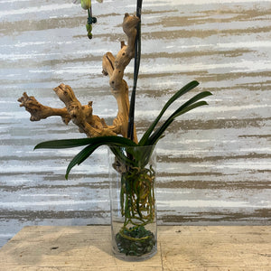 ROOT EXPOSED MARVELOUS ORCHID