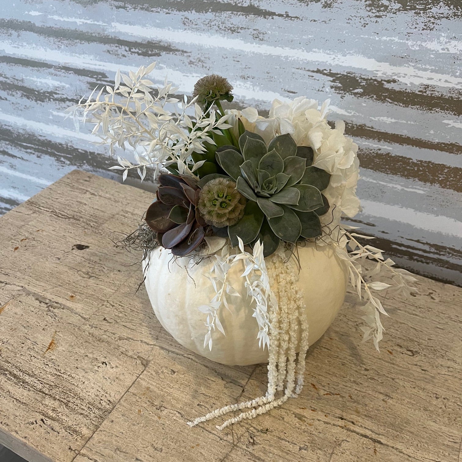 GHOST WHITE SUCCULENT PUMPKIN