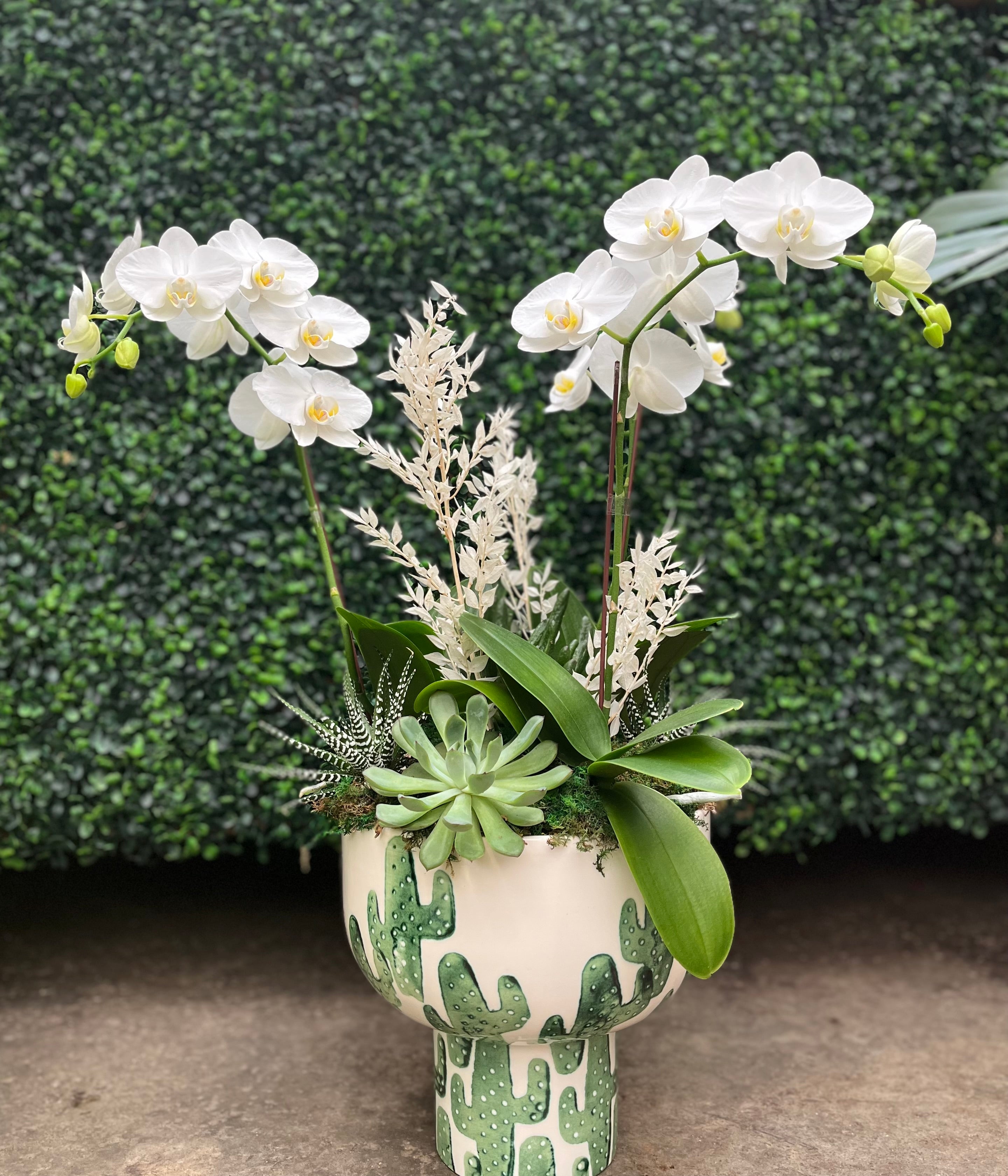 Cactus For Your Home