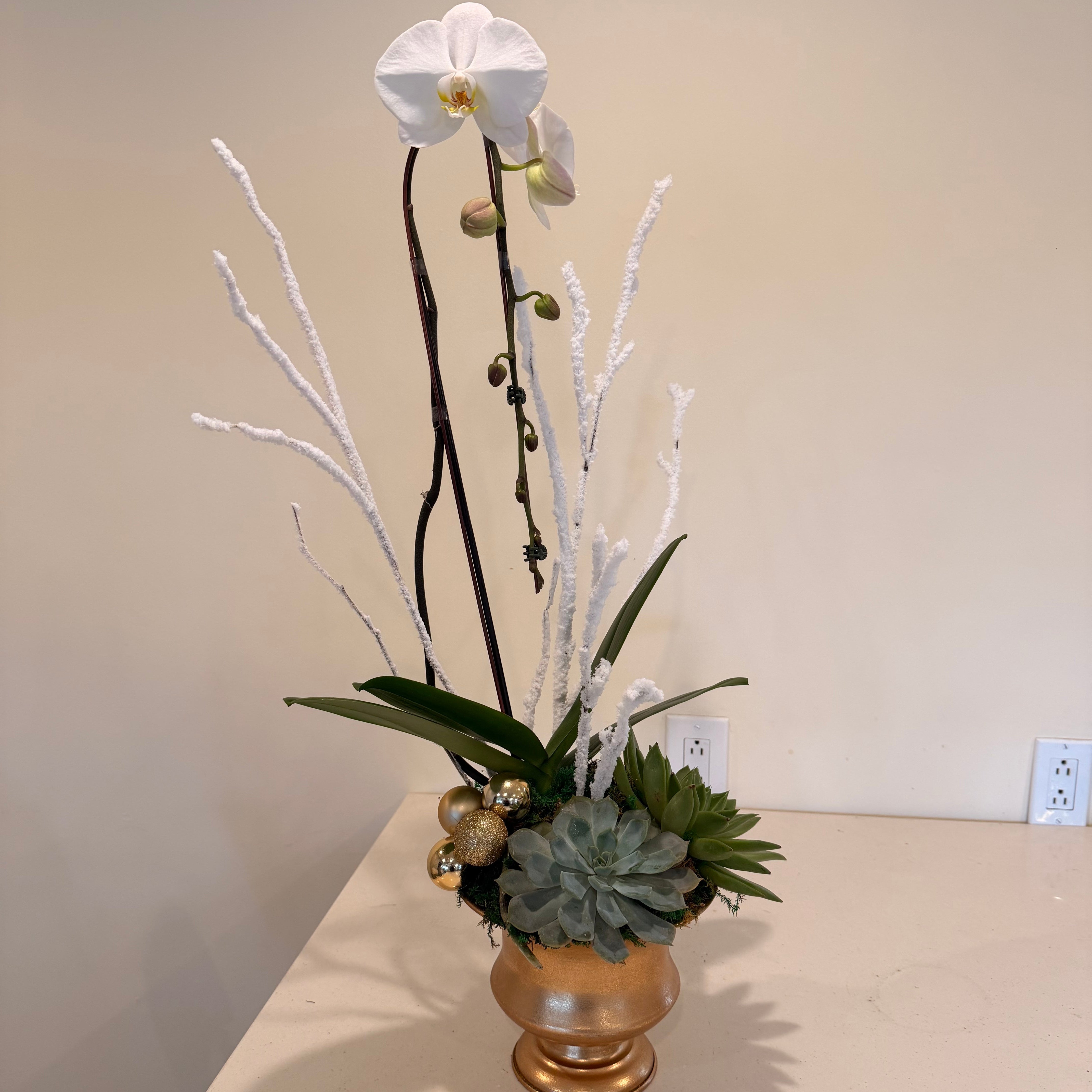 HOLIDAY WHITE PHALENOPSIS ORCHID