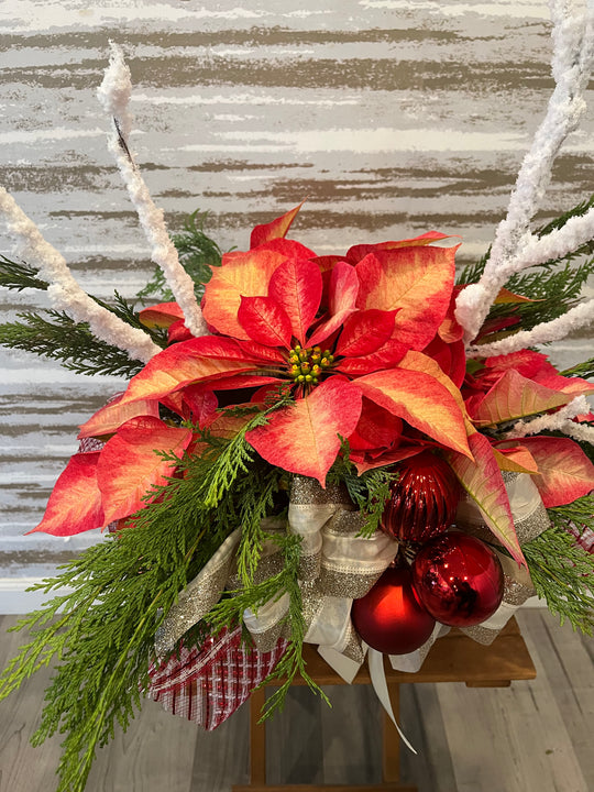 CANDY CANE 6" POINSETTIA