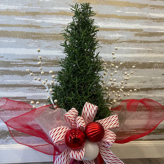 ROSEMARY TREES DECORATED FOR THE HOLIDAY