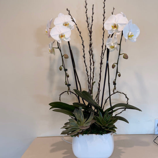 ROMANCING ORCHIDS