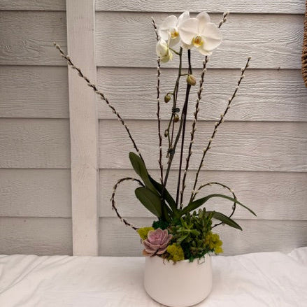 ELEGANT WHITE ORCHID