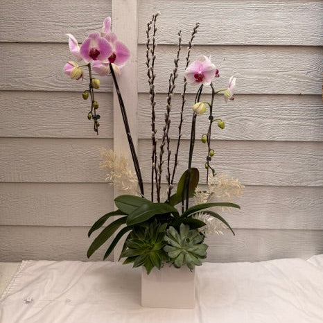 CLASSIC COLORED ORCHID PLANT