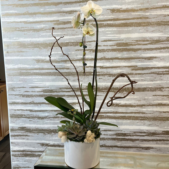 CLASSIC ORCHID PLANT