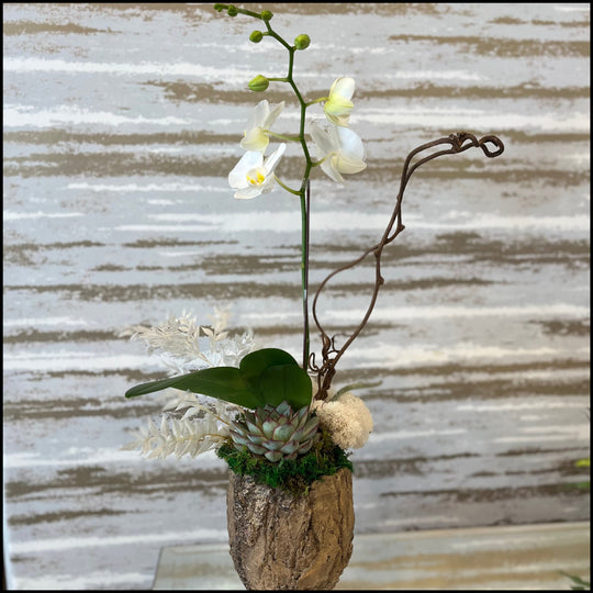 A LITTLE NATURE- ORCHID