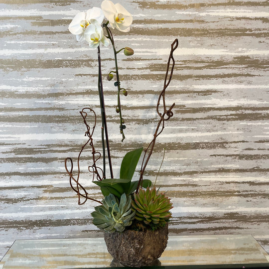 ORCHID IN THE WOODS- PREMIUM