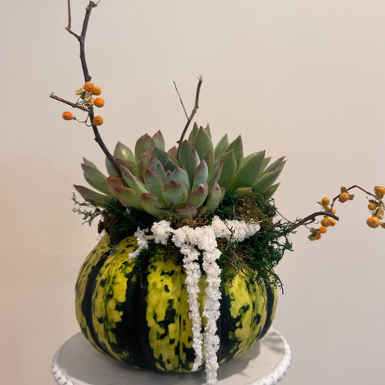 FUNKY TOWN SUCCULENT PUMPKIN