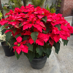 JUMBO POINSETTIA