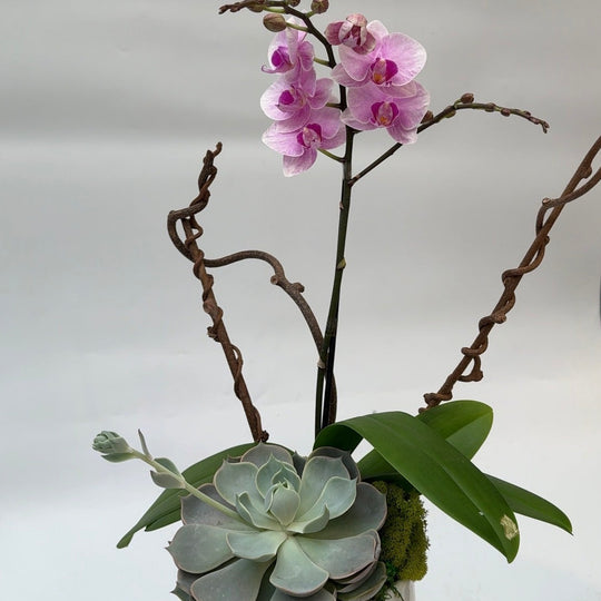 MINIATURE COLORED ORCHID