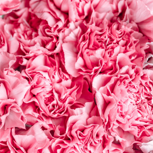 DESIGNER'S CHOICE - SHADES OF PINK