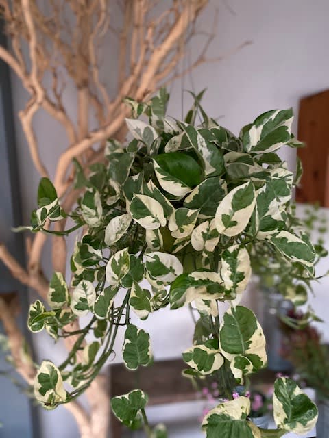 variegated hanging plants VARIEGATED HANGING POTHOS PLANT – Devynn's Garden