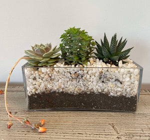 SPACE FOR SUCCULENTS