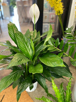 Load image into Gallery viewer, 8&quot; PEACE LILY PLANT INDOOR
